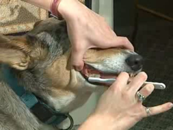 Brushing german shepherd clearance teeth